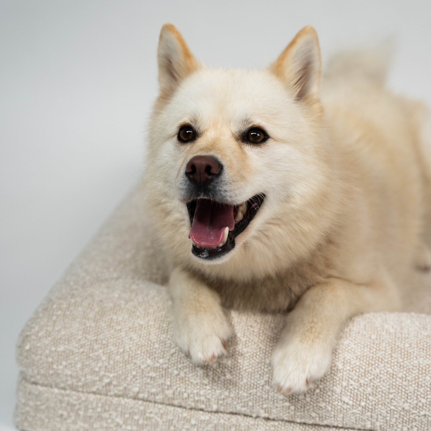 Luxury Large dog boucle memory foam nz bed orthopaedic
