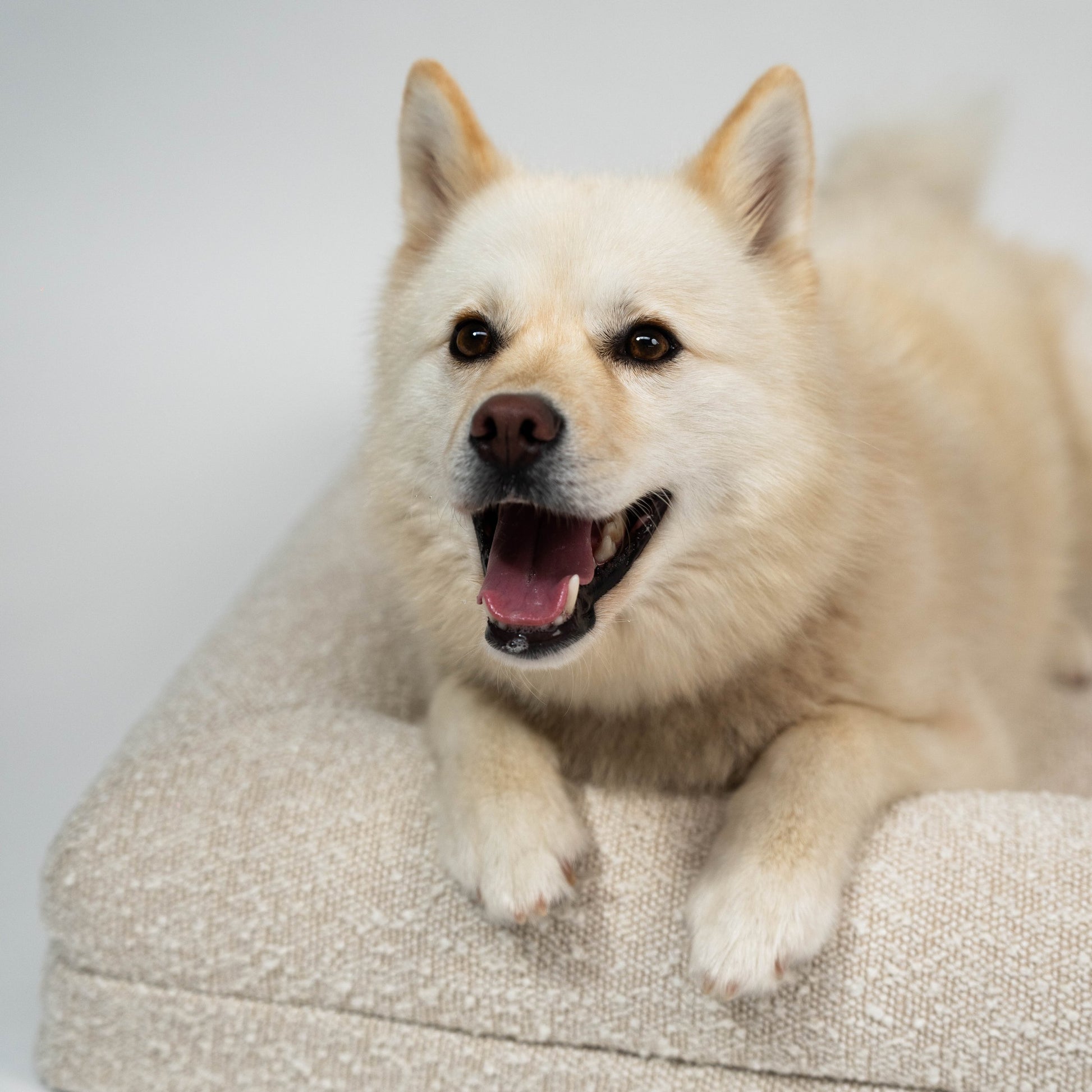 Luxury Large dog boucle memory foam nz bed orthopaedic