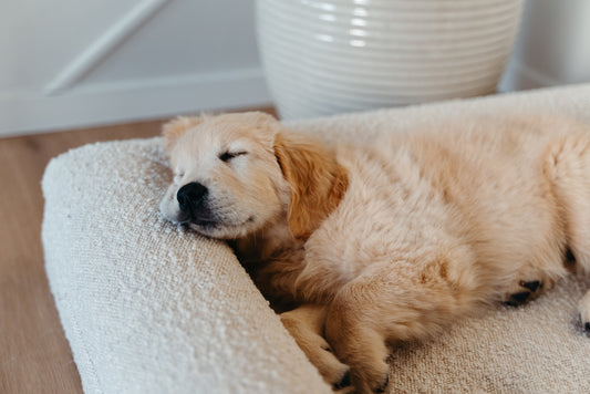 The Orthopedic Benefits of Albie & Friends Bouclé Beds: Comfort Meets Science