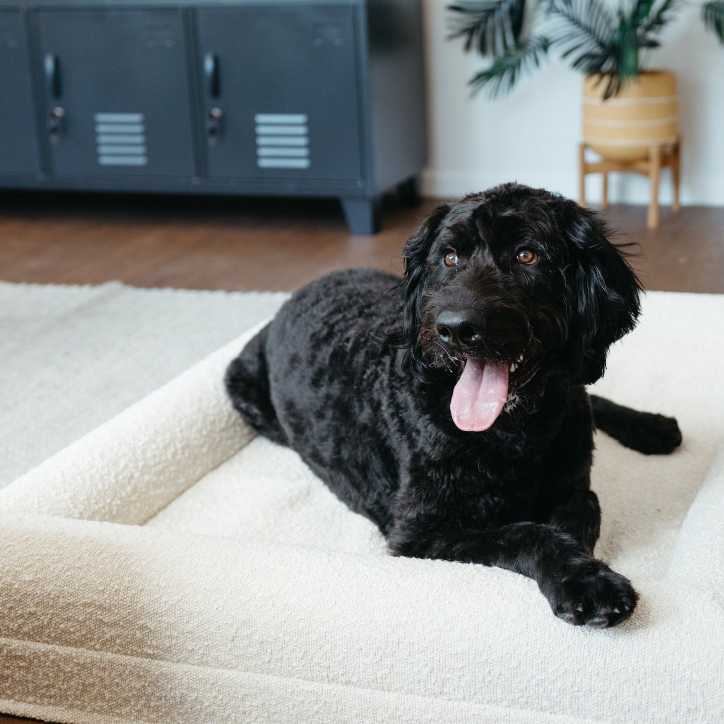 Luxury Large dog boucle memory foam nz bed orthopaedic 