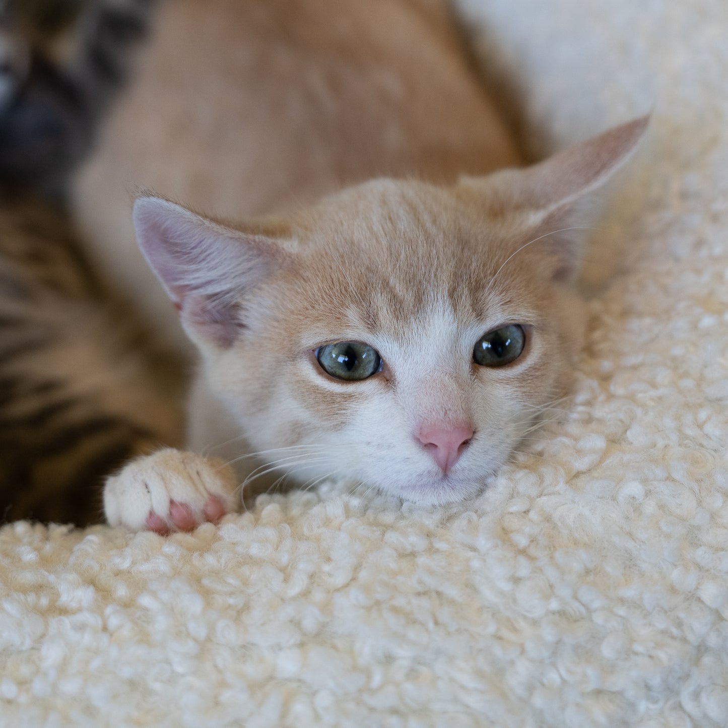 Cat Bed Bouclé Memory Foam